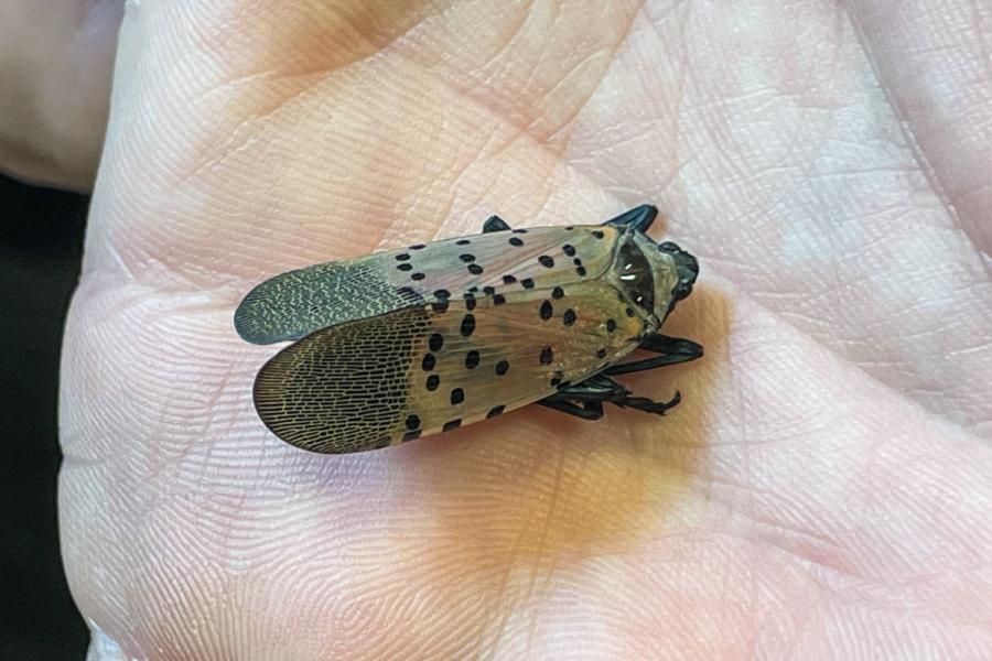 Associate zoology professor Andrew Merwin holds a post-mortem spotted lanternfly. The ing-long insect is defined by its red underwings and distinct spots on its forewings.