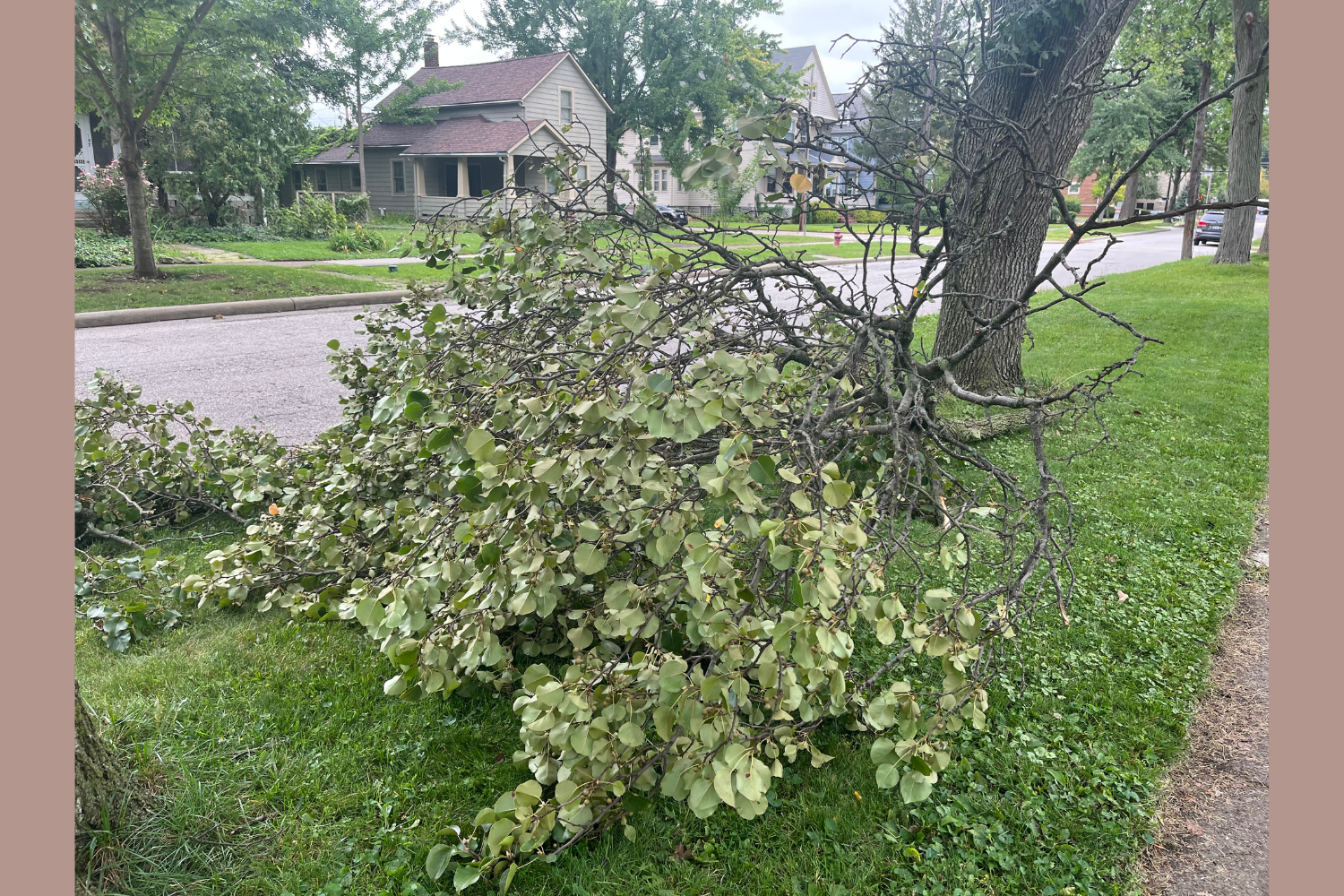 A tree fallen on Seminary Street after a heavy storm hits Berea. 