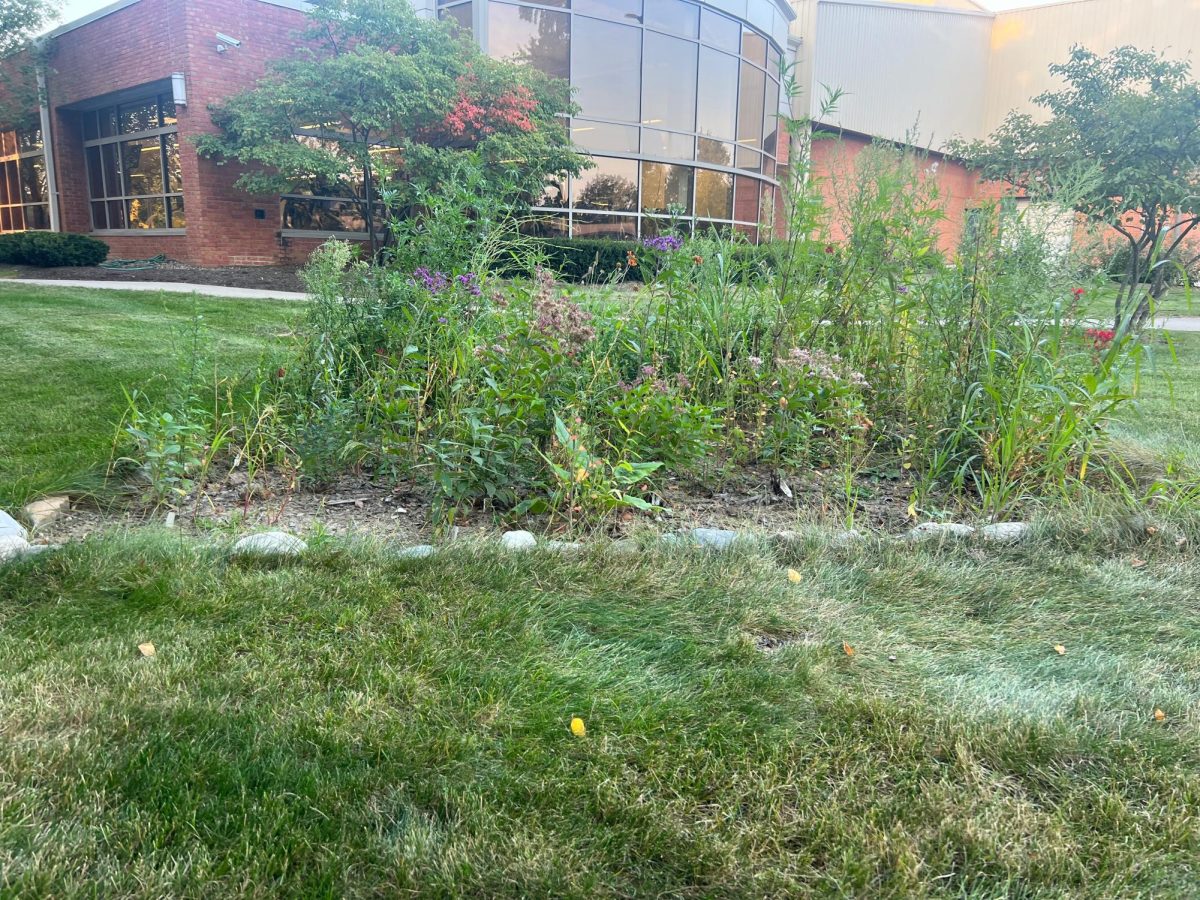 Located right outside of the Lou Higgins Recreation Center, the native garden is close to much of the foot traffic on campus.  