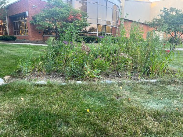 Native garden located right outside of Lou Higgins Recreation Center.